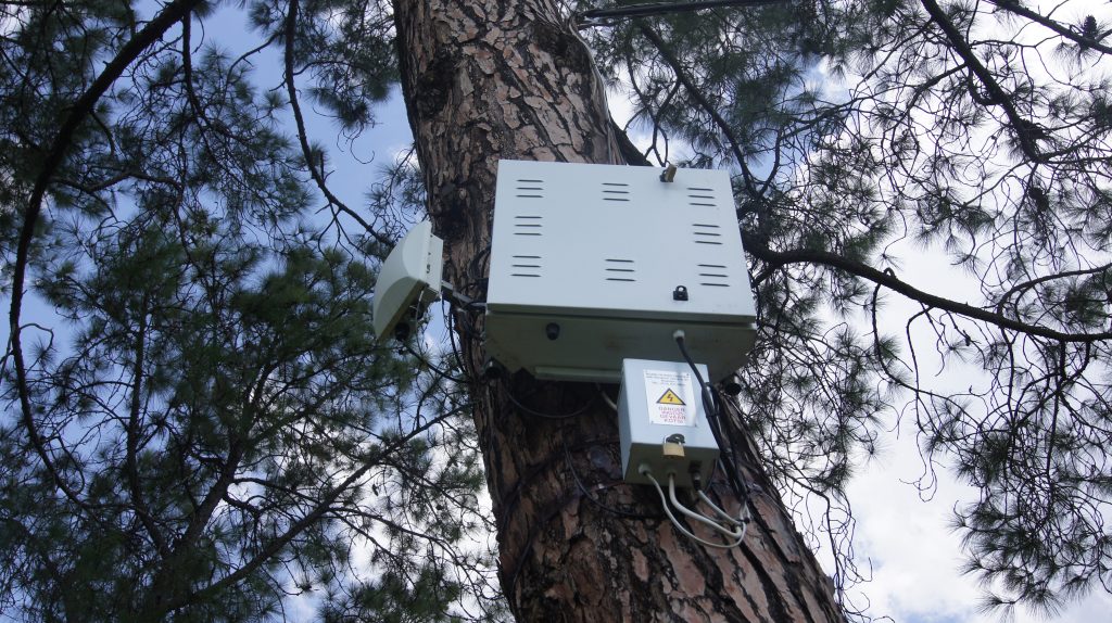 This tree has both roots and a router.