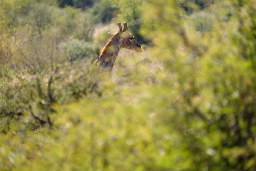 A giraffe, spotted through the tall bush.
