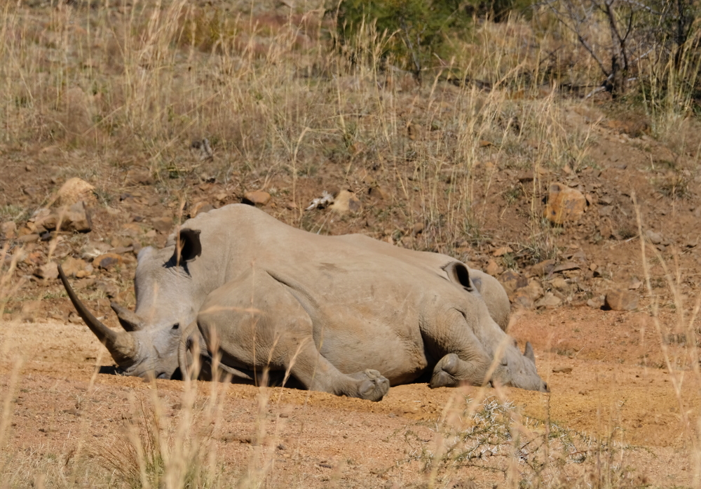 The two-headed rhino is actually two creatures enjoying some sun.