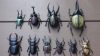3D Printed Beetles H