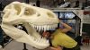 3D Printed T-Rex Skull Header Image htxt.africa