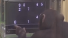Beat-the-chimp-ape-header