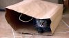 cat-in-bag