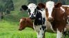 Cattle theft Eastern Cape