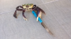 Crab Fight VV H