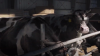 Ubisoft Forward Cow VR