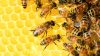 bees-326337_1920