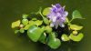water-hyacinth-989005_1920